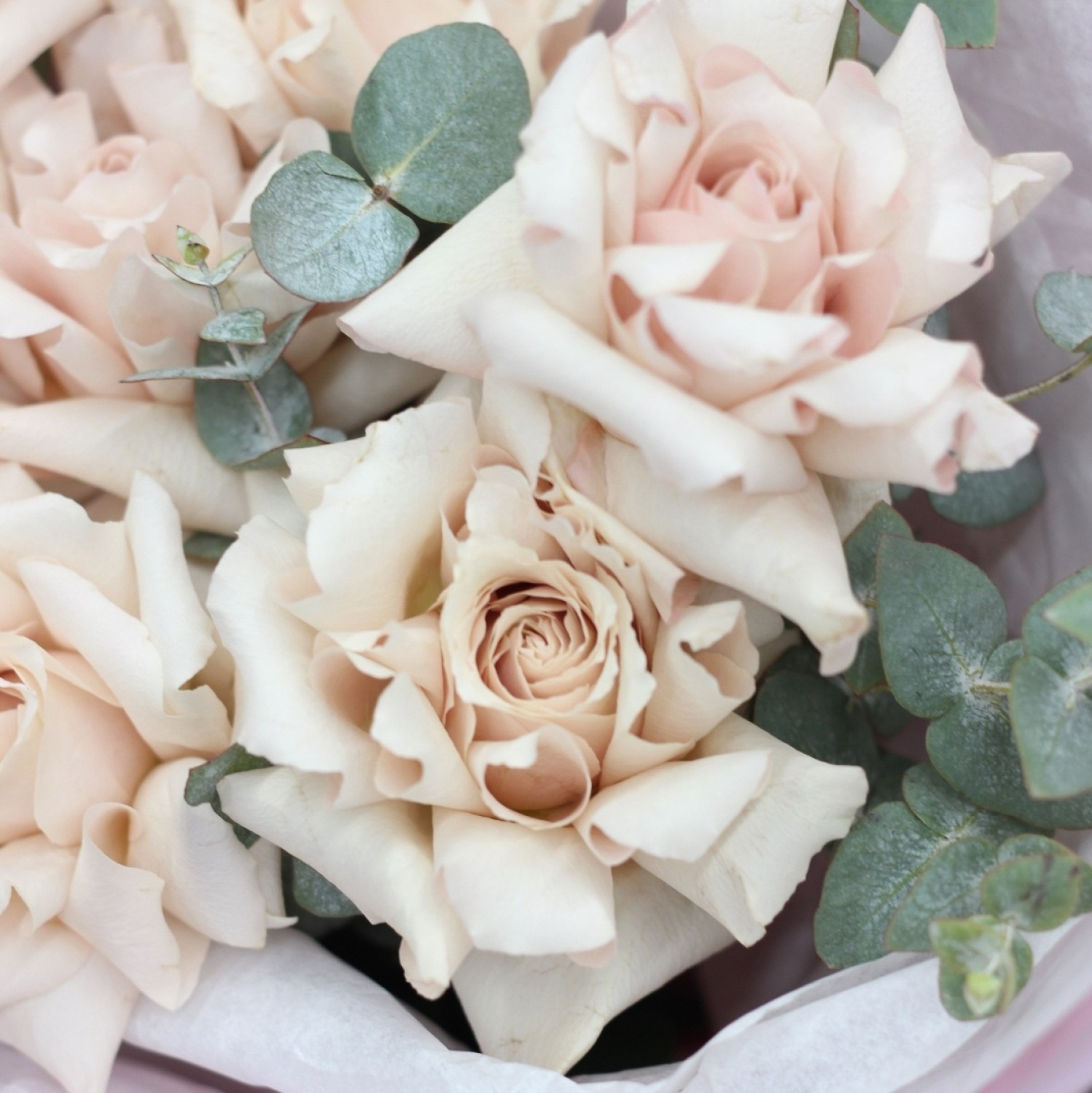 buket francuzskih roz 5